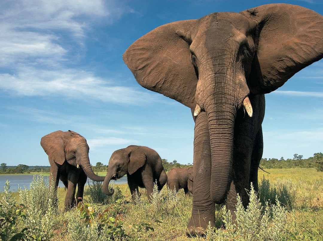 Wild Horizons Elephant Sanctuary景点图片