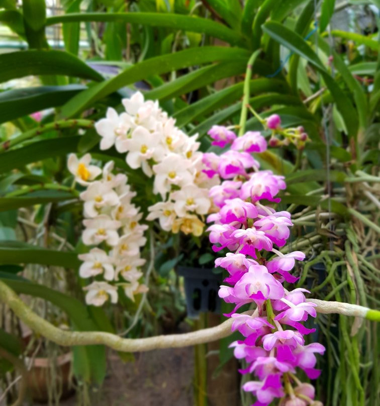 Suan Phueng Orchid景点图片