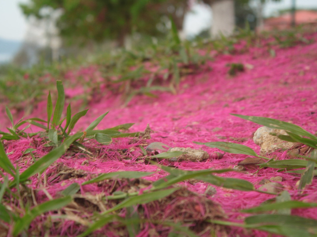 Pueblo Bello旅游攻略图片