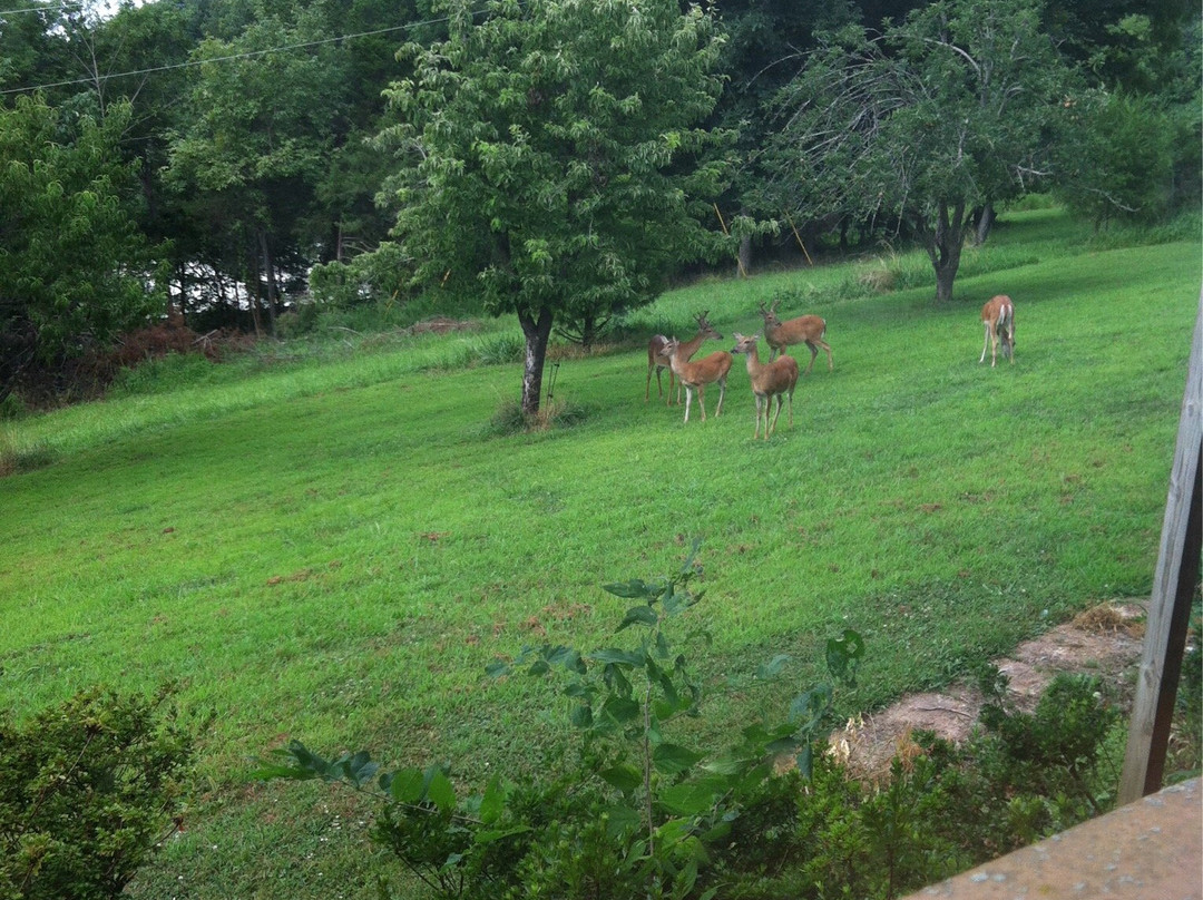 The Lodge at Beaver Lake主图