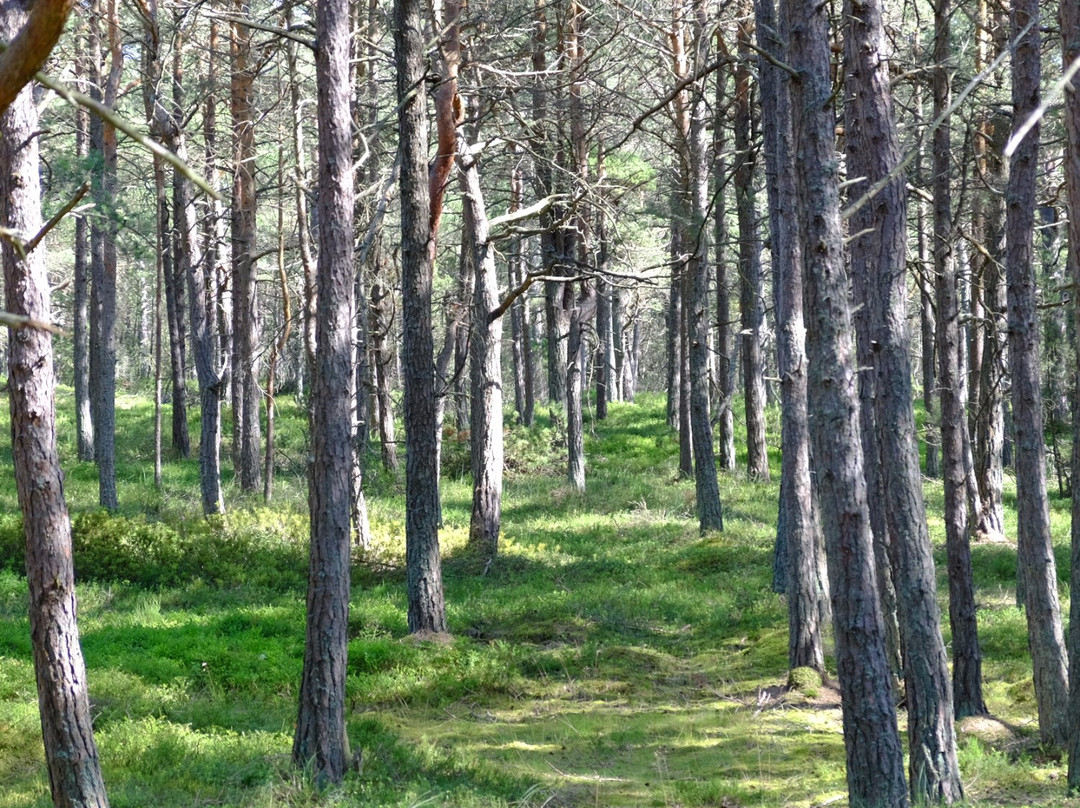 Lubiatowo酒店住宿-Dwor w Bychowie