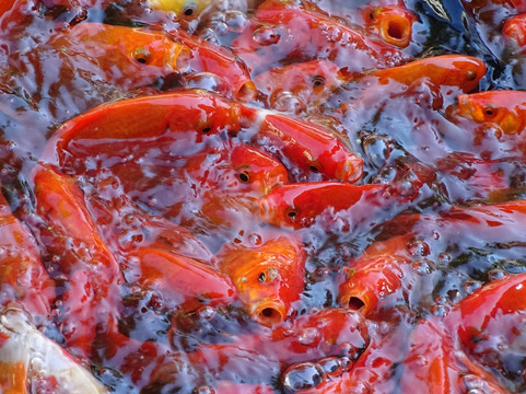 卧佛寺-北京市必去景点