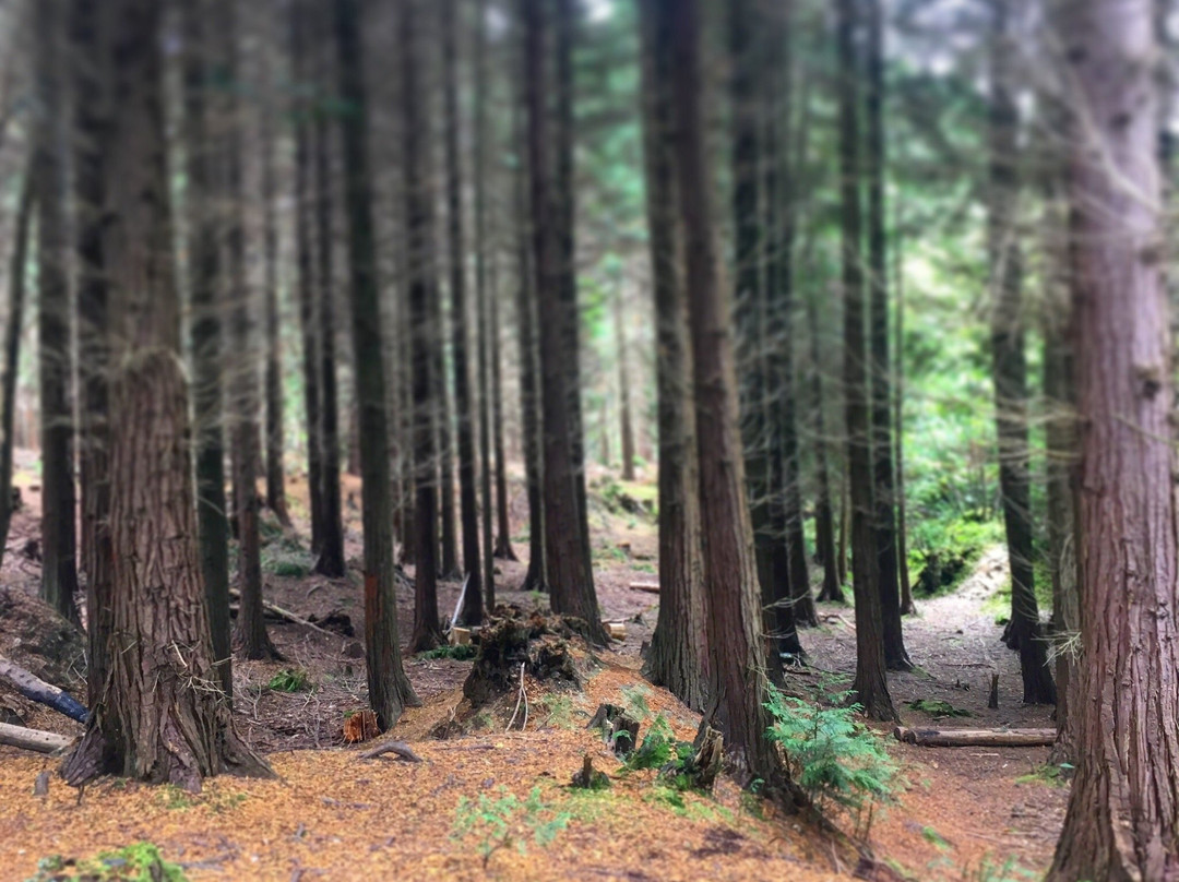Parkhurst Forest-纽波特必去景点