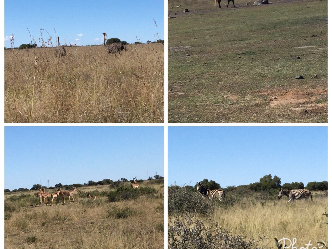 Mafikeng Game Reserve-玛费根必去景点