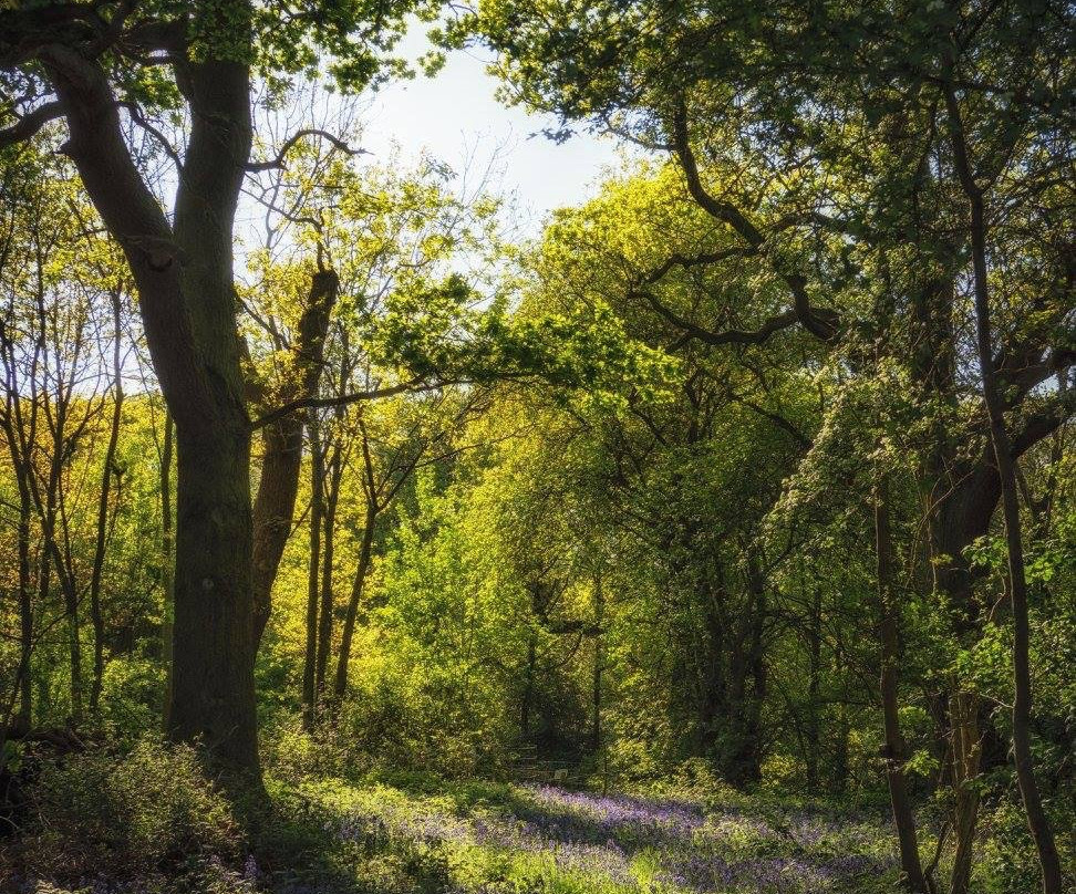 Alvecote Wood景点图片