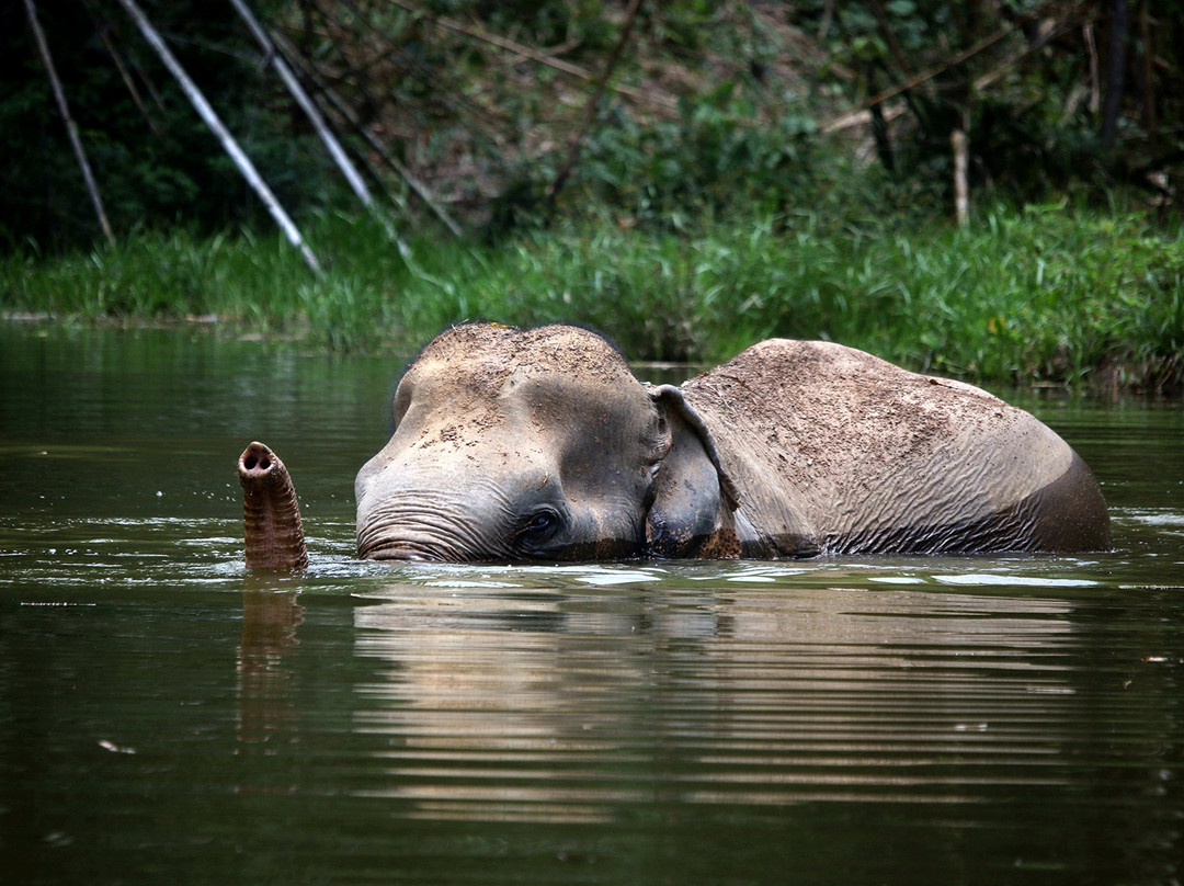 Phuket Elephant Sanctuary-普吉岛必去景点