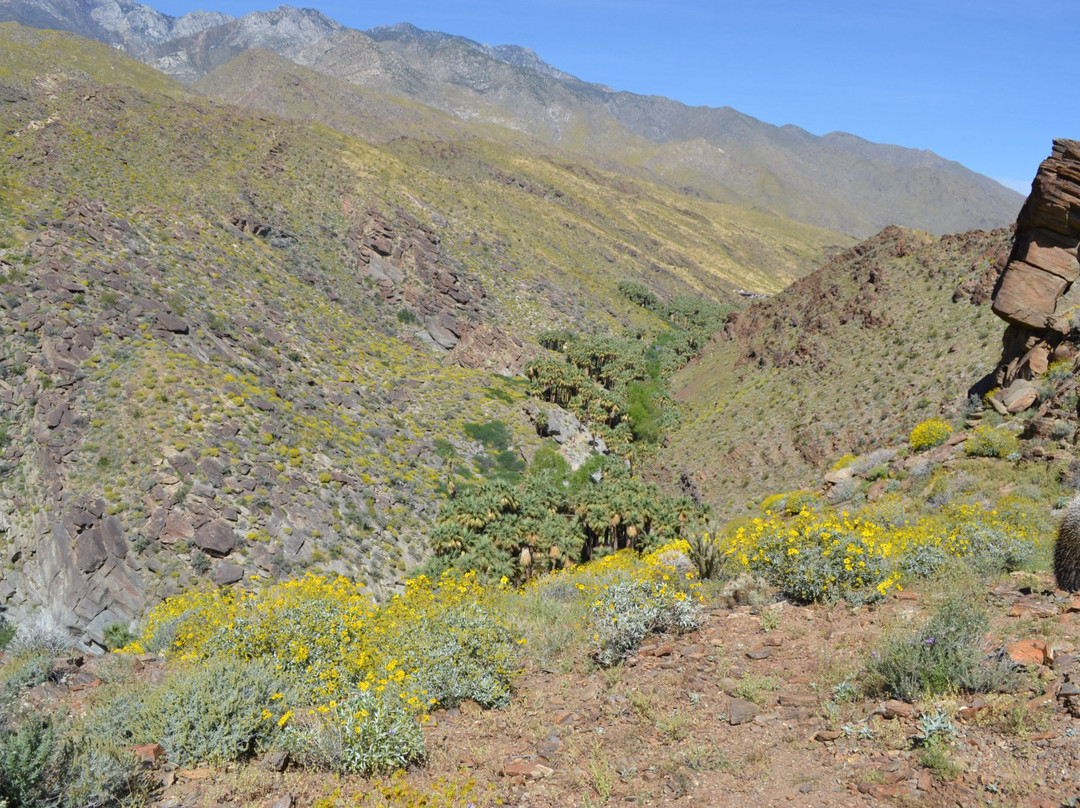 Palm Canyon Trail-棕榈泉市必去景点