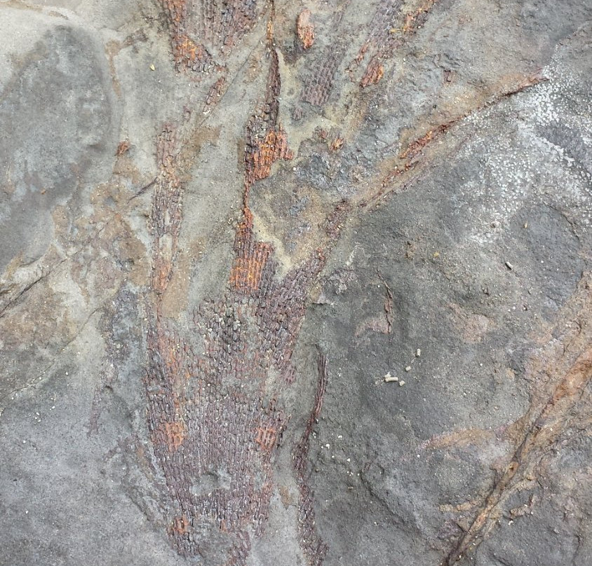 Gondwana Coast Fossil Walk景点图片
