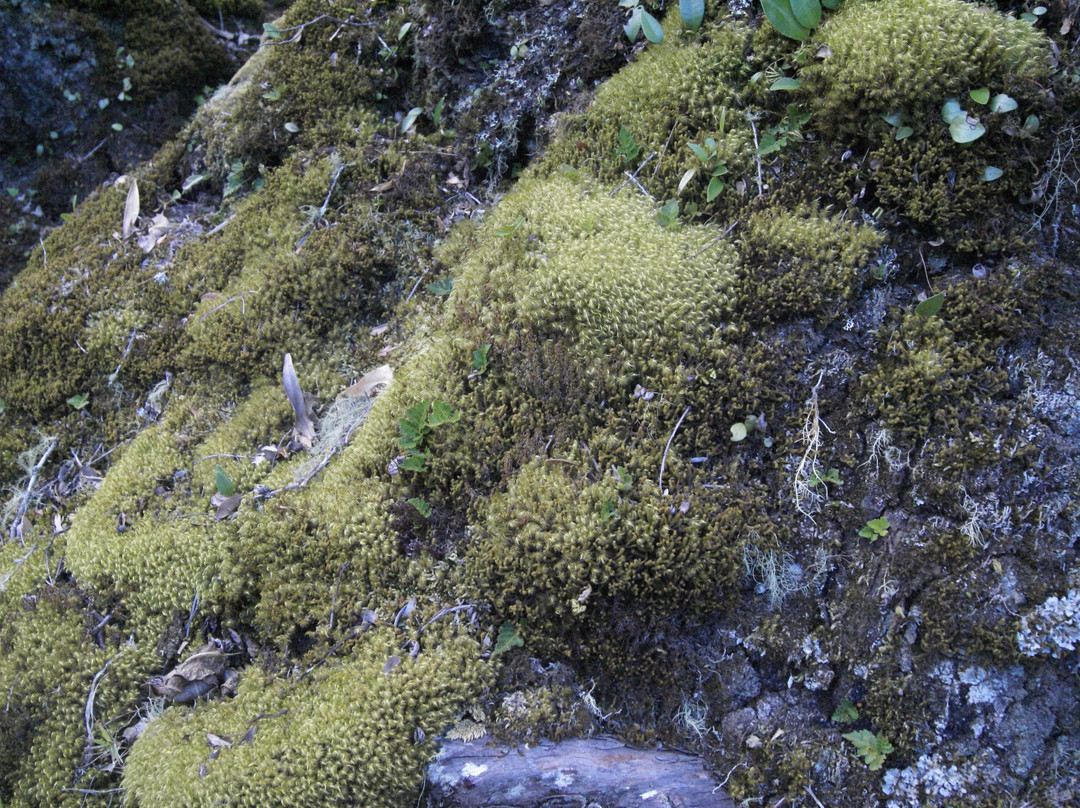 Gunung Mutis Natural Reserve景点图片
