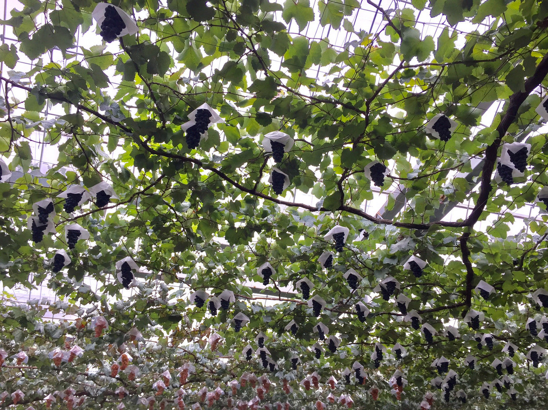 Koshu City Katsunuma Grape Festival景点图片