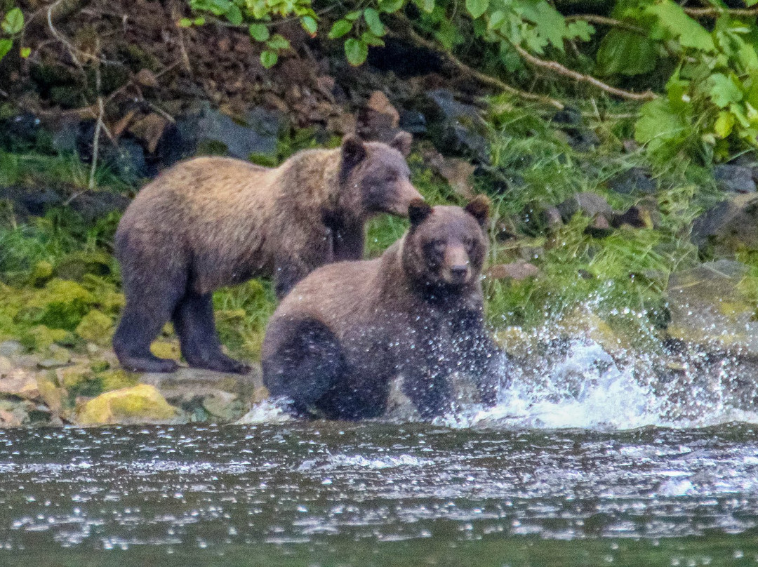 Chichagof Island-朱诺必去景点