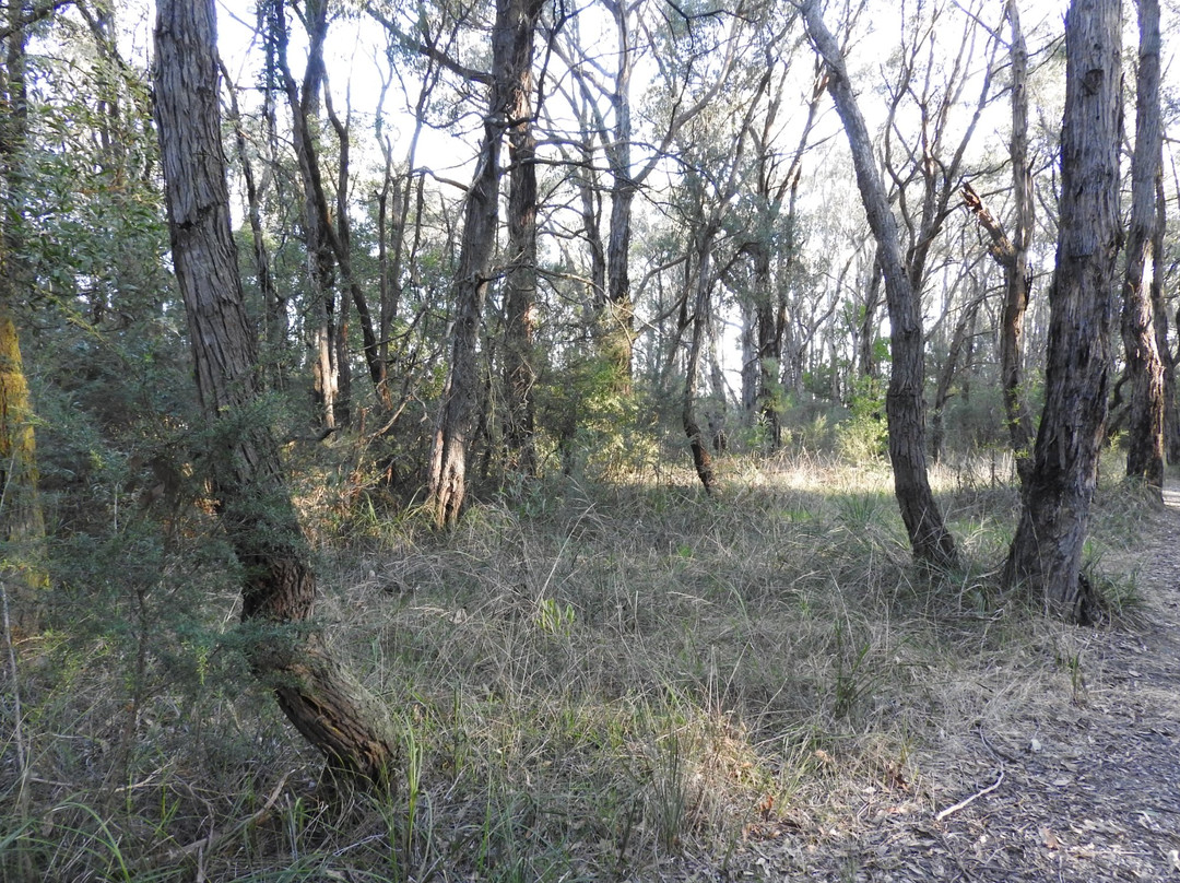 Ollerton Avenue Bushland Reserve景点图片