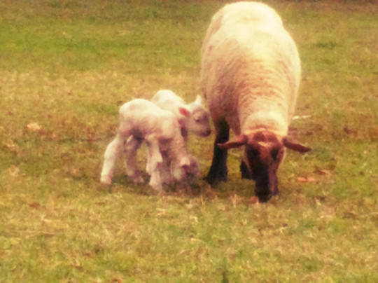 Nova Alemanha-Ivoti必去景点