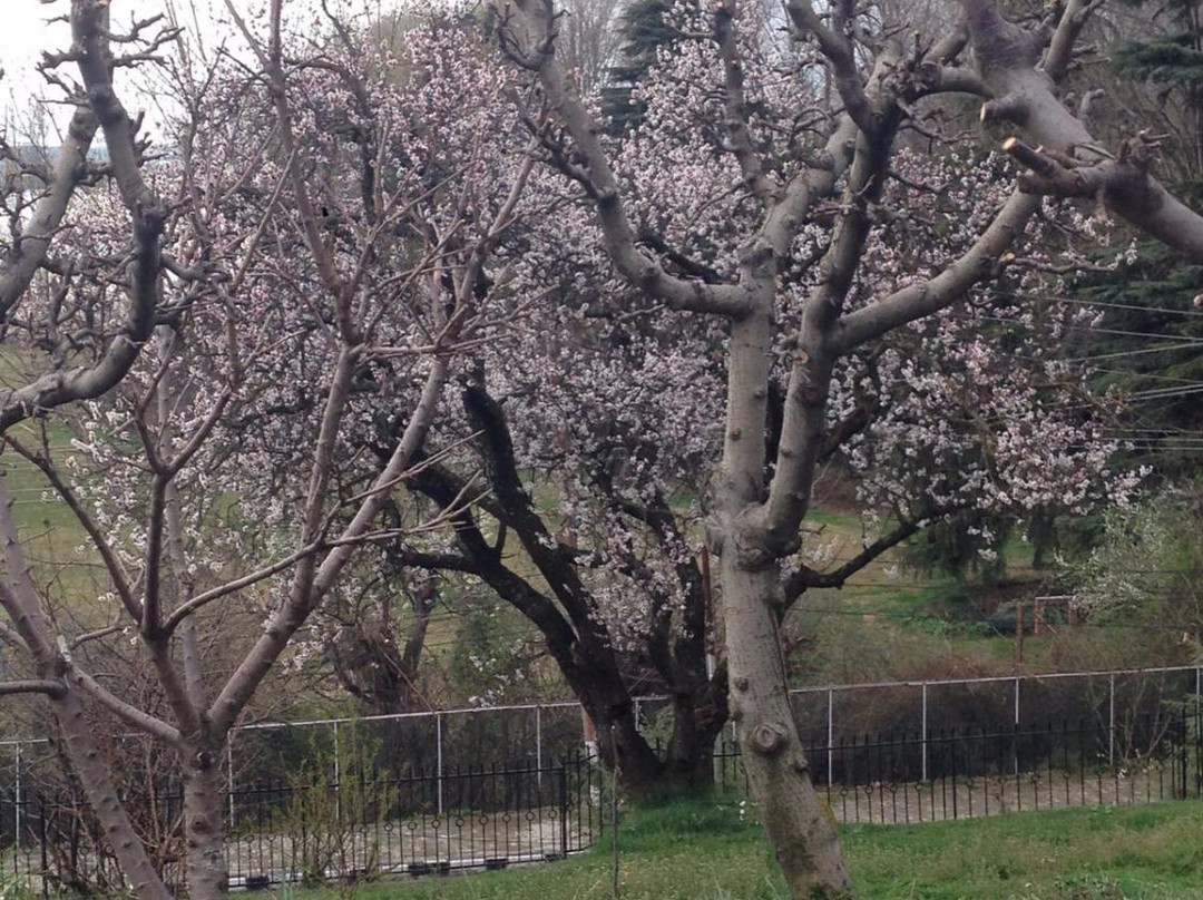 Nasim Bagh-斯利那加必去景点