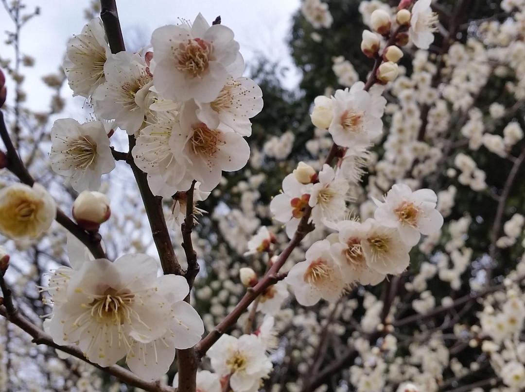 Okami Shrine-枚方市必去景点