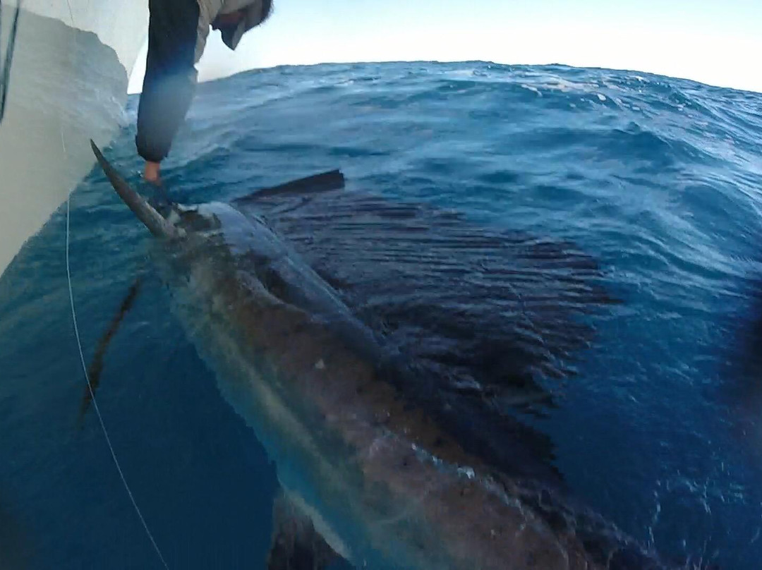 Lawless Sport Fishing Charters-Palm Beach Shores必去景点