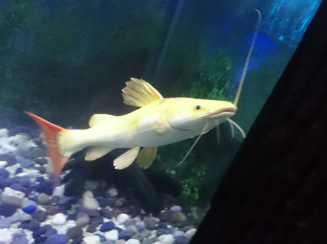 Las Farolas The Fish World-巴石必去景点