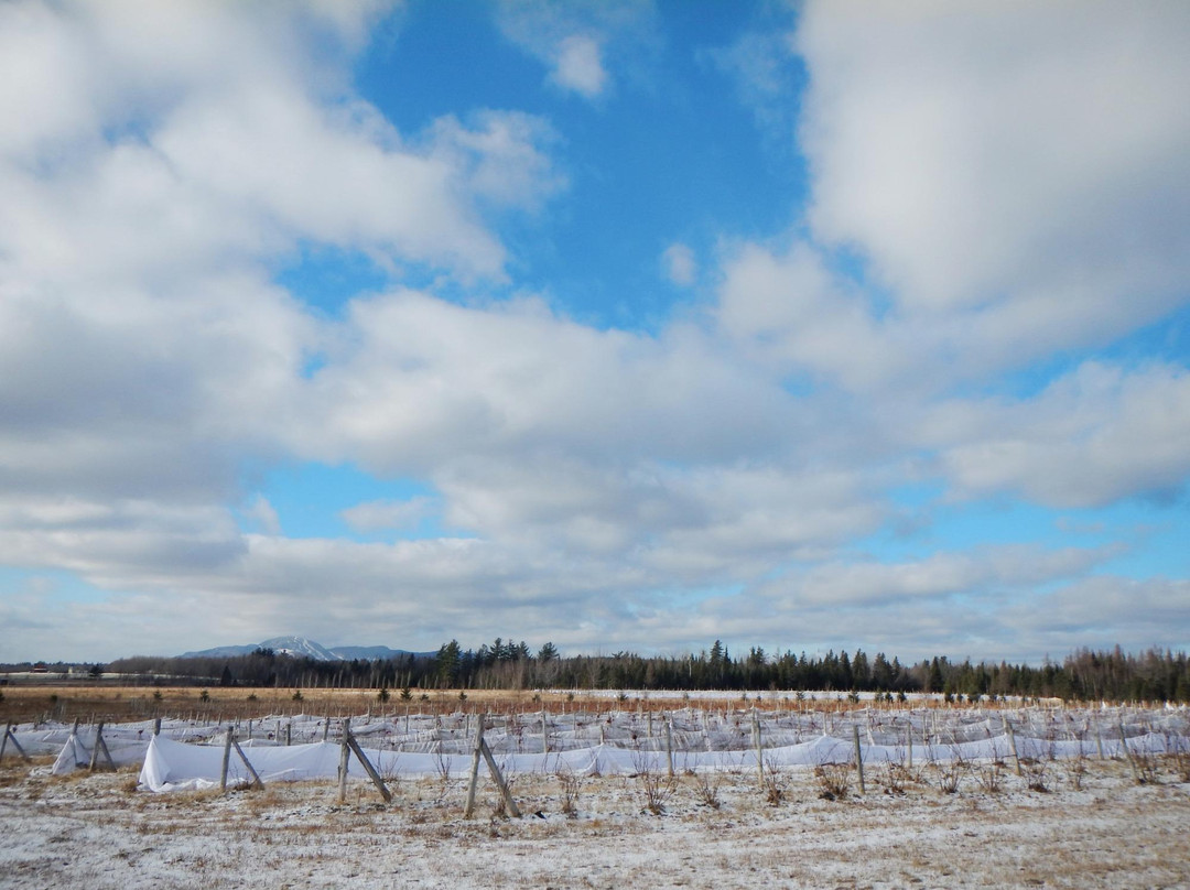 Vignoble Chemin De La Riviere-梅戈格必去景点