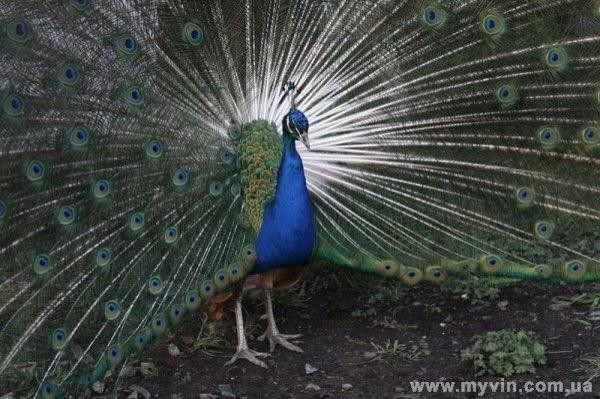 Vinnytsya Zoo-Vinnytsia必去景点