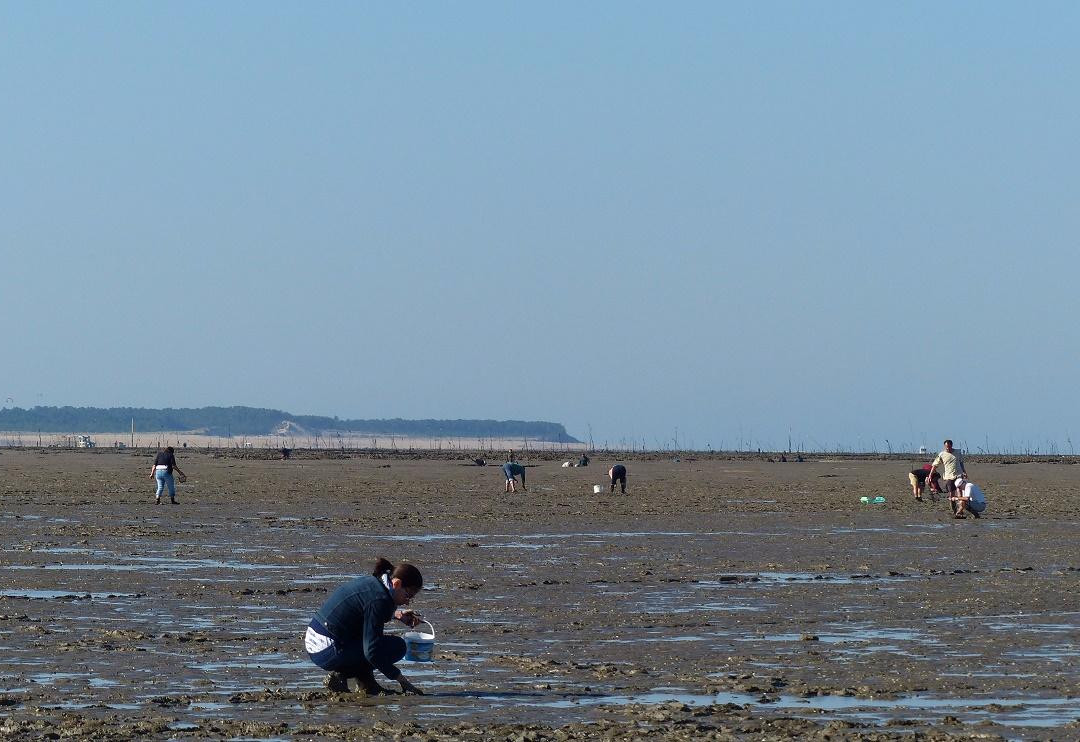 CNPA Bassin de Marennes景点图片