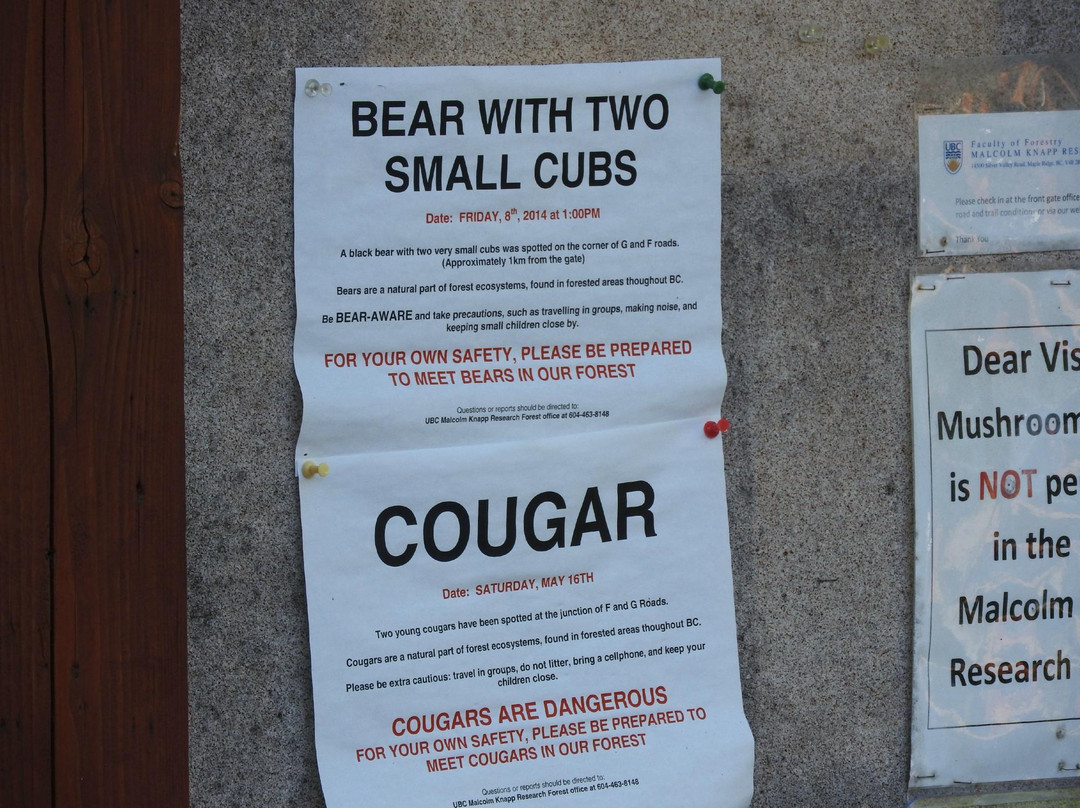 Malcolm Knapp Research Forest-枫树岭必去景点