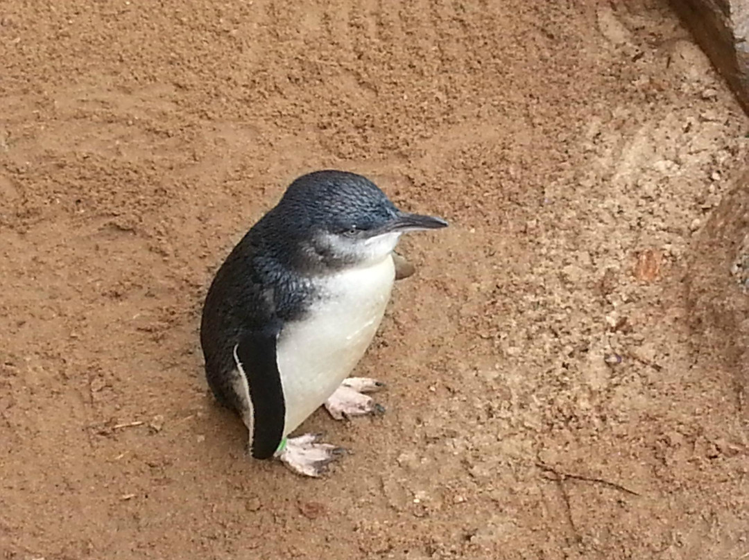 Penguin Centre-维克多港必去景点