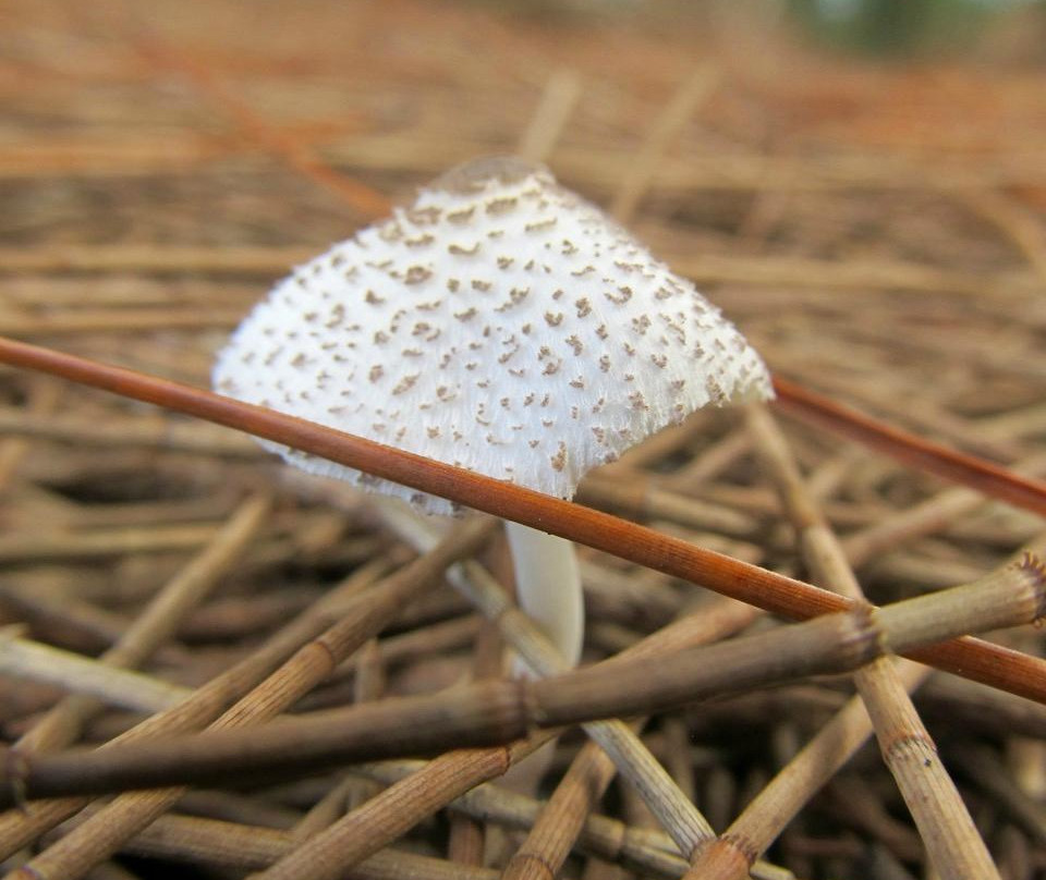 Kuaokalā Trail-怀厄奈必去景点