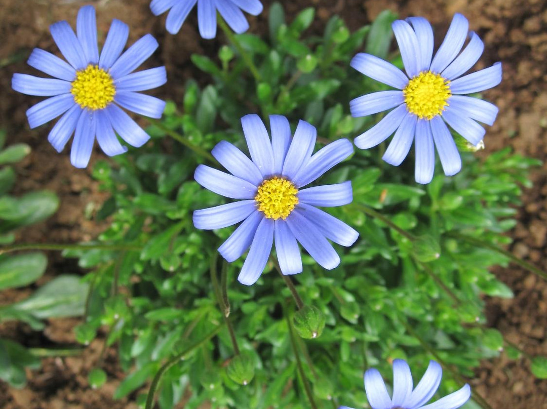 Skallagrimsgardur-博尔加内斯必去景点