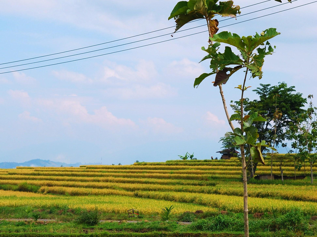 West Sumatra餐馆和美食-Rumah Makan Pondok Flora