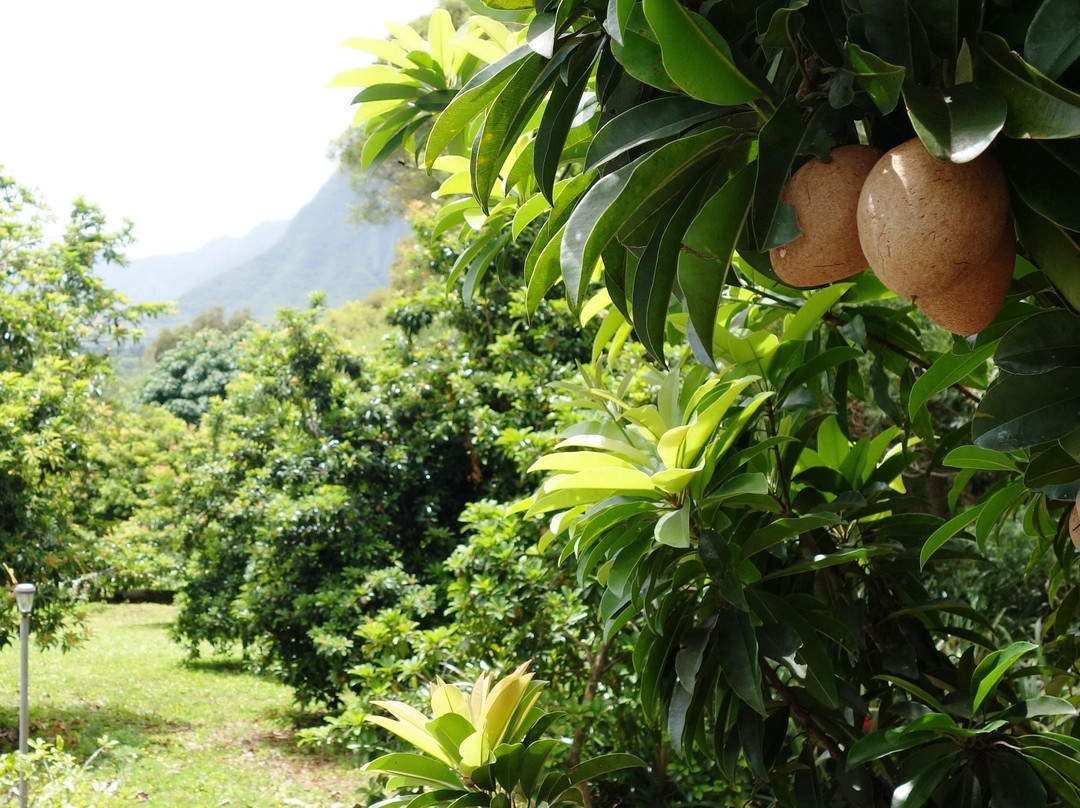 Frankie's Nursery-威玛纳诺必去景点