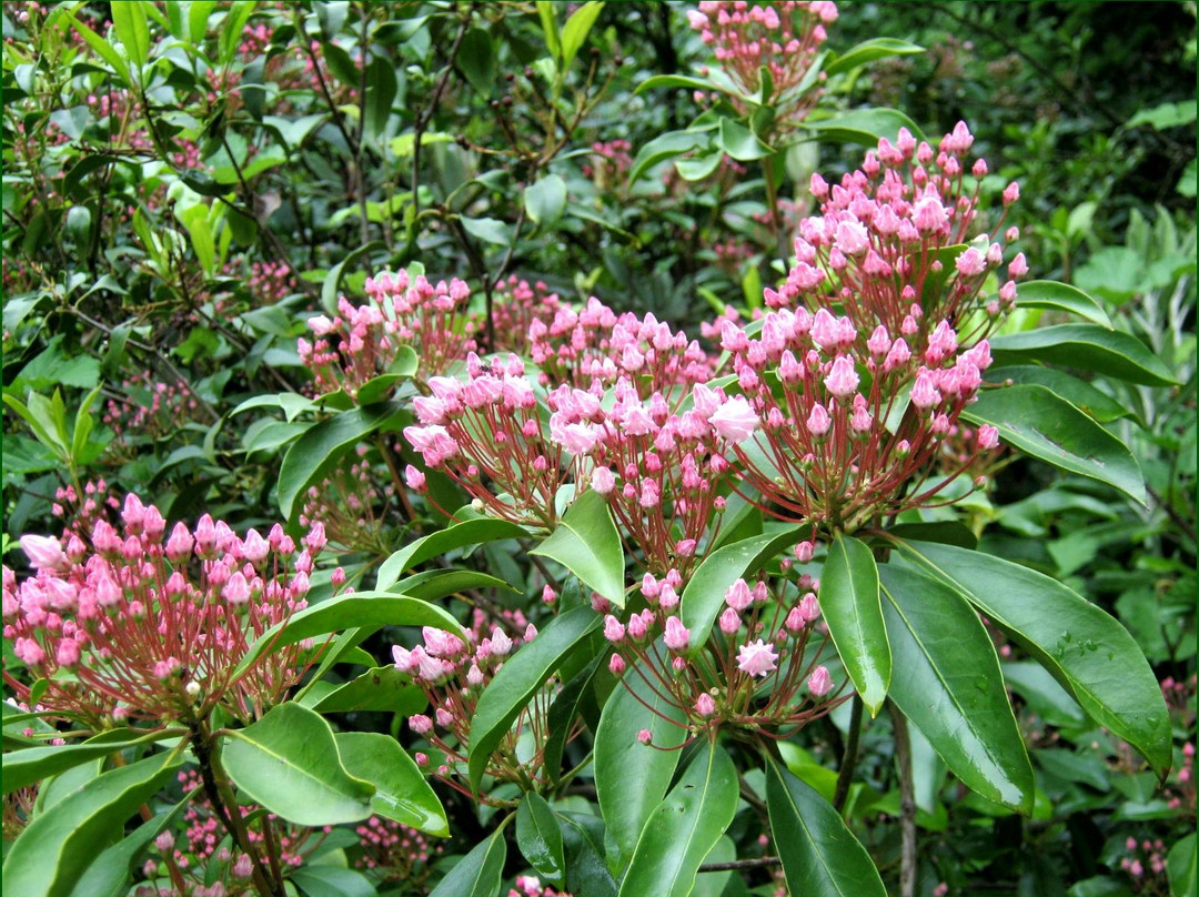 Jeli Arboretum