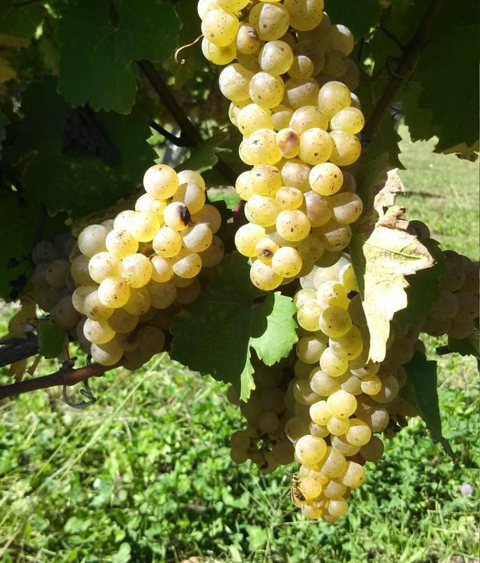 White Pine Winery-Saint Joseph必去景点