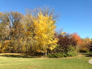 Kings Park-温尼伯必去景点