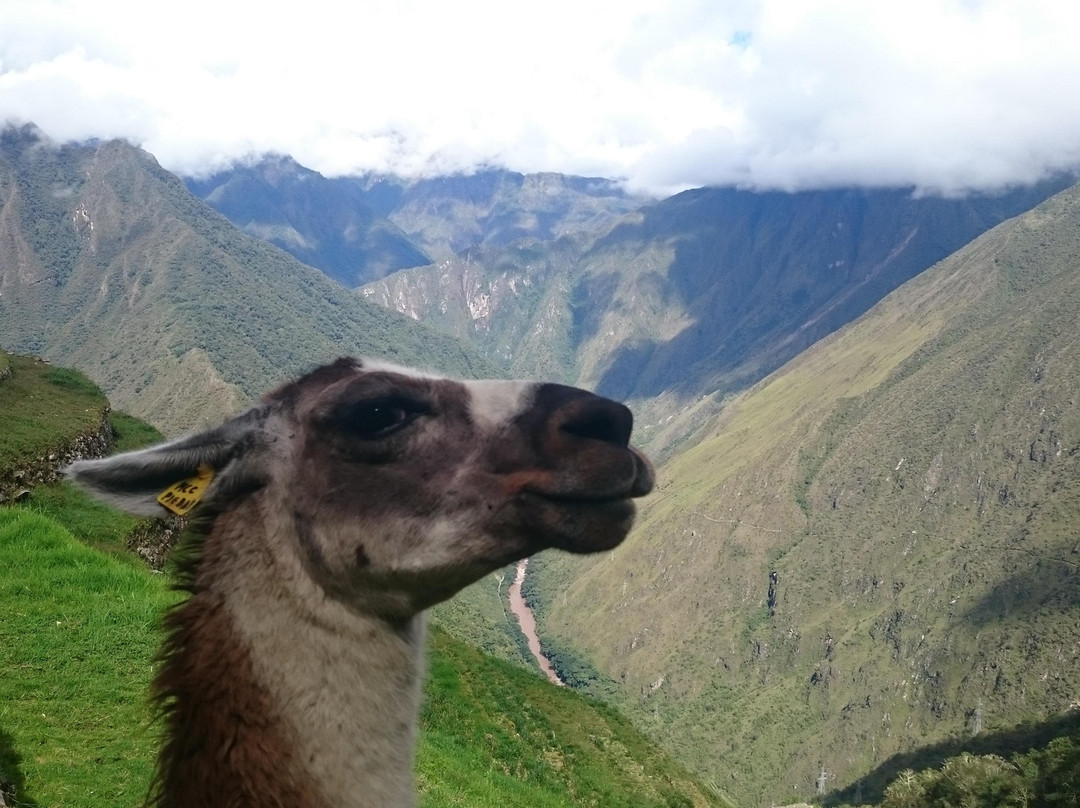 Action Peru Treks-库斯科必去景点