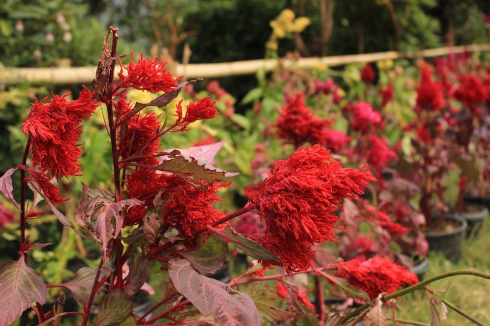 Seven Hills Village Resort-客卧