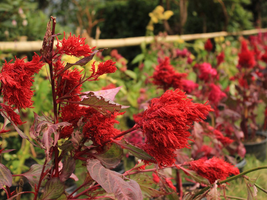 Seven Hills Village Resort主图