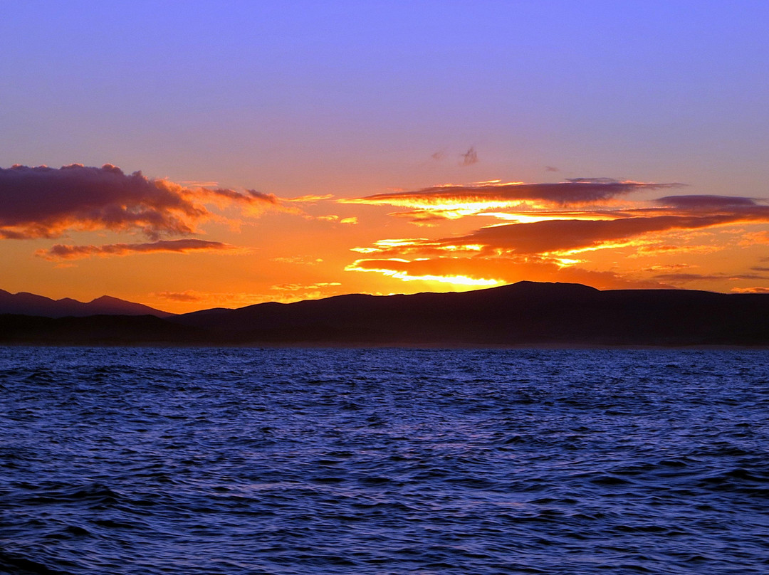 White Shark Diving Company-干斯拜必去景点