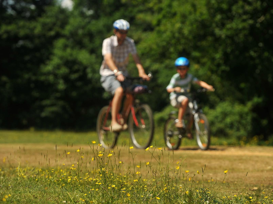 Cyclexperience (new Forest)景点图片