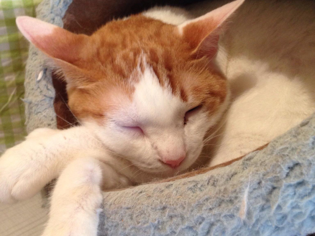 Cat Cafe Nyafe Melange-Ebisu必去景点