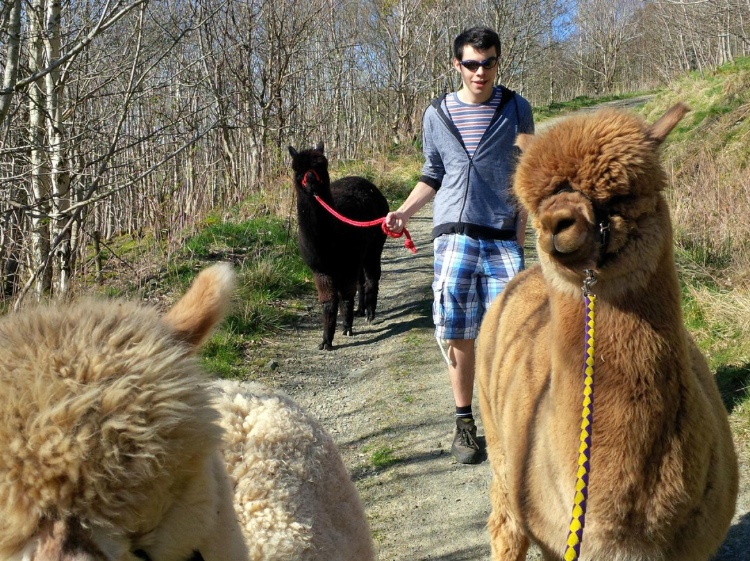 Velvet Hall Alpacas-Innerleithen必去景点