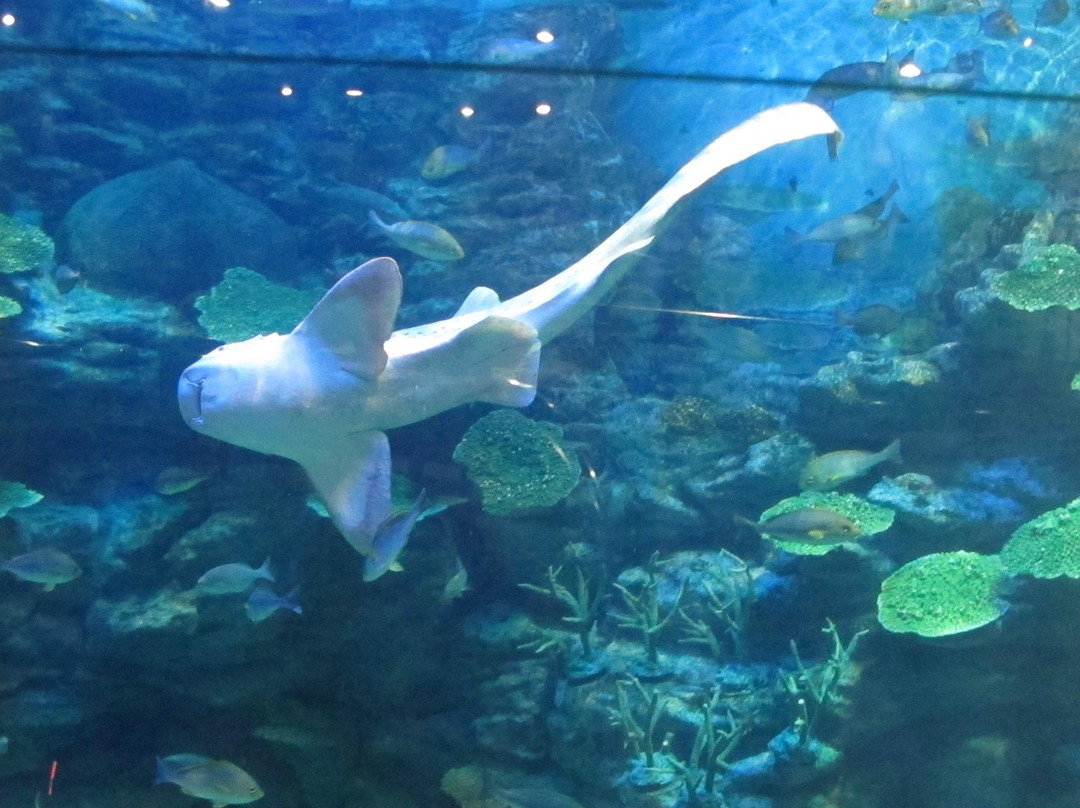 釜山水族馆-釜山必去景点