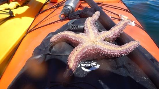 Monterey Bay Kayaks-蒙特雷必去景点