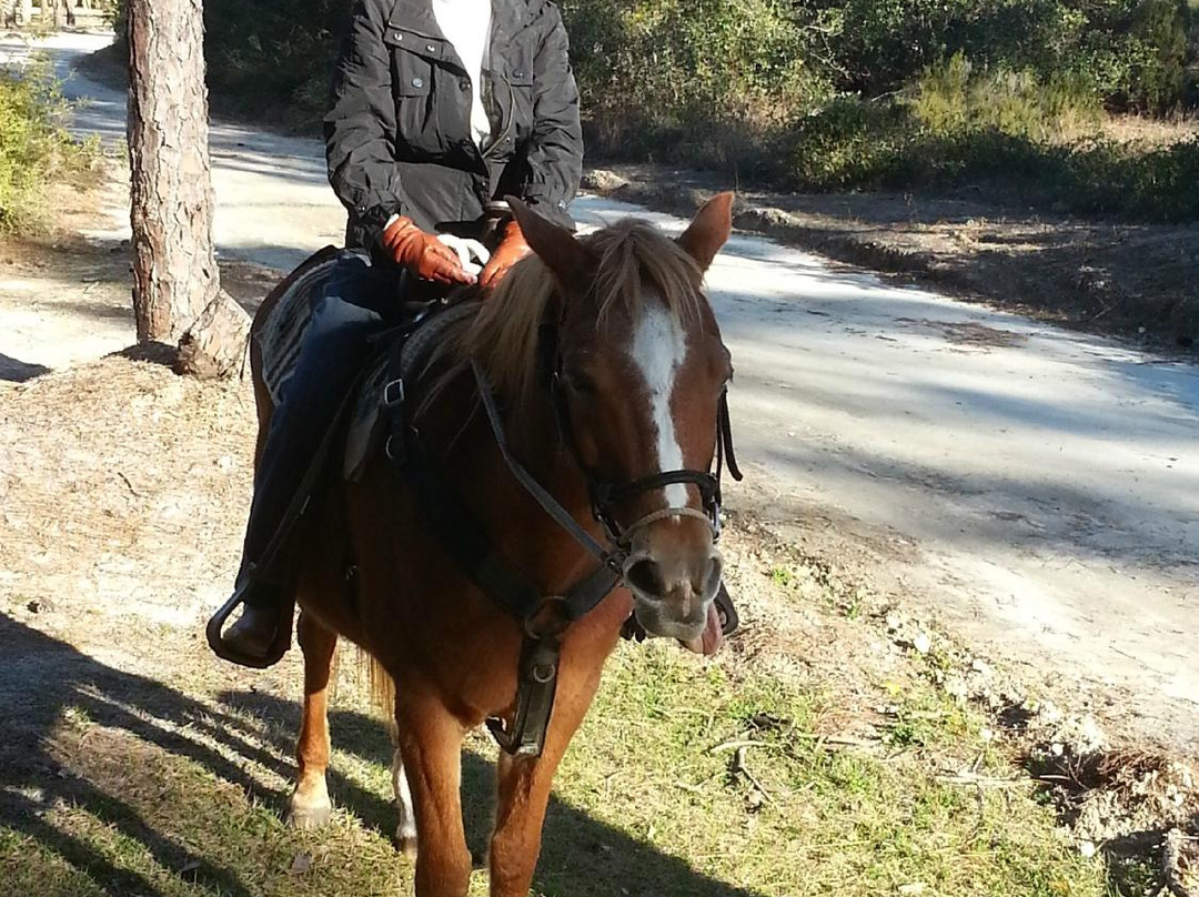 Broke A Toe Horseback Riding on the Beach-Cape San Blas必去景点
