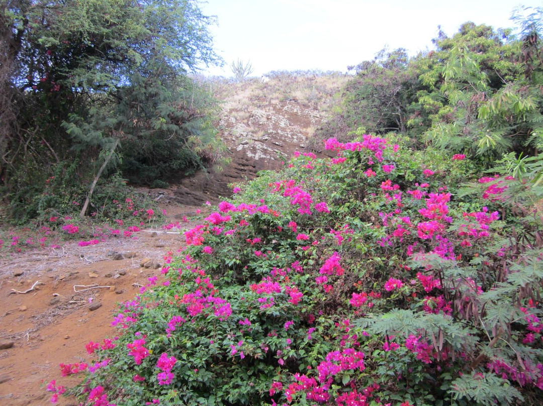 可可火山口植物园-火奴鲁鲁必去景点