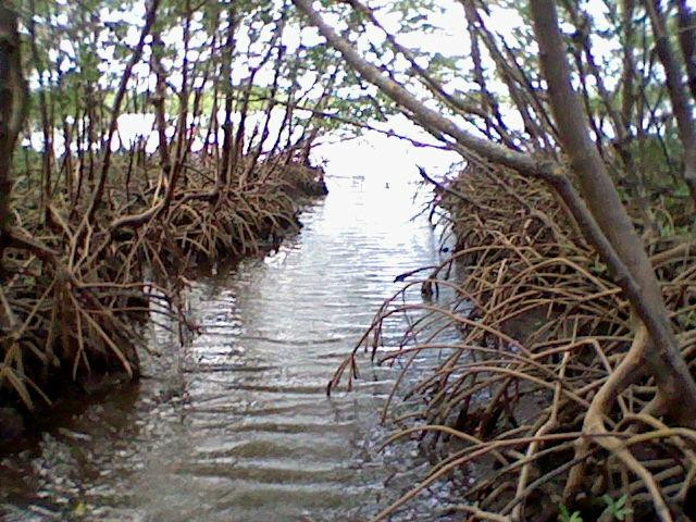 Matanzas Pass Preserve-迈尔斯堡海滩必去景点