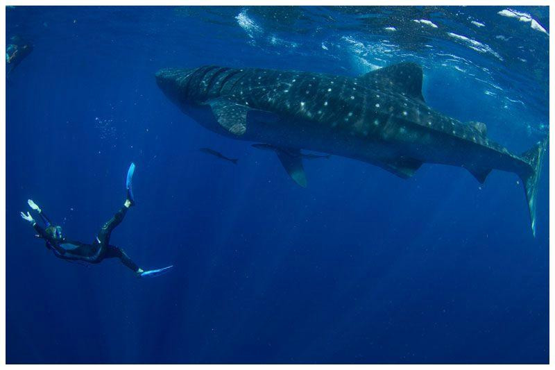 Blue H2o Cozumel Ocean Tours-考祖梅必去景点
