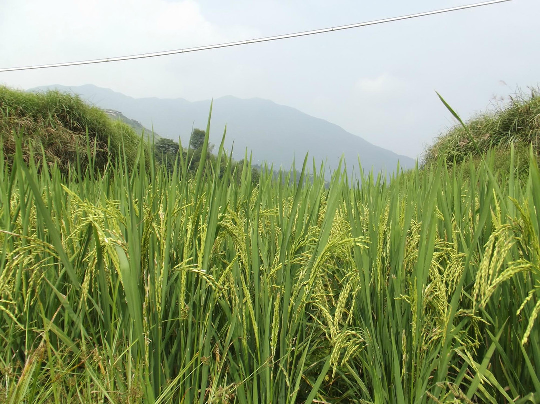 龙脊梯田天然居客栈主图