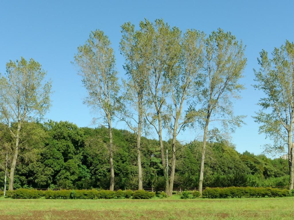 The University of Tokyo, Tanashi Forest-西东京市必去景点
