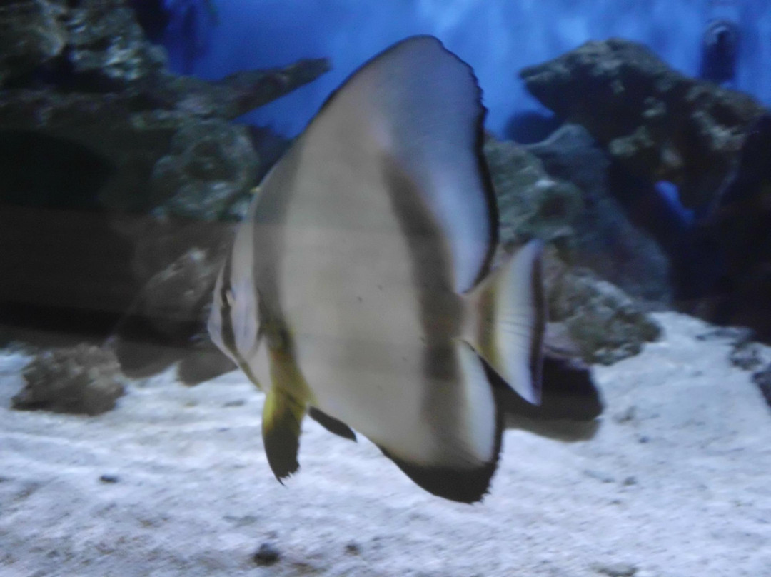 Mauritius Aquarium景点图片