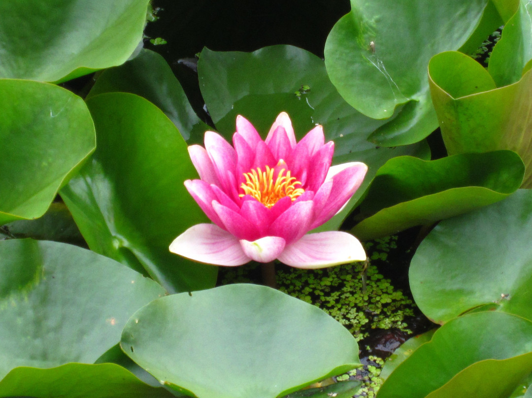 Tokachi Hills-幕别町必去景点